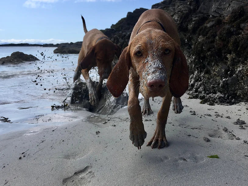 Islay The 22 Week Old Vizsla