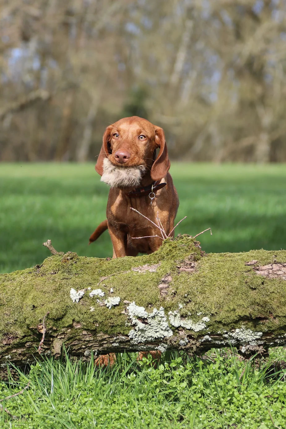 Yogi (The Wirehaired Vizsla) at 22 weeks