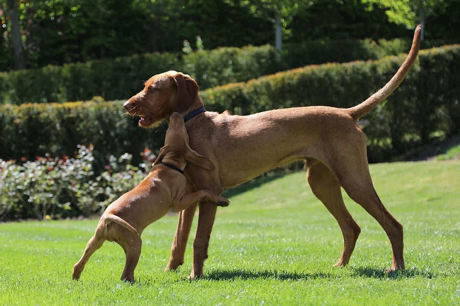 Yogi (The Wirehaired Vizsla) at 32 weeks