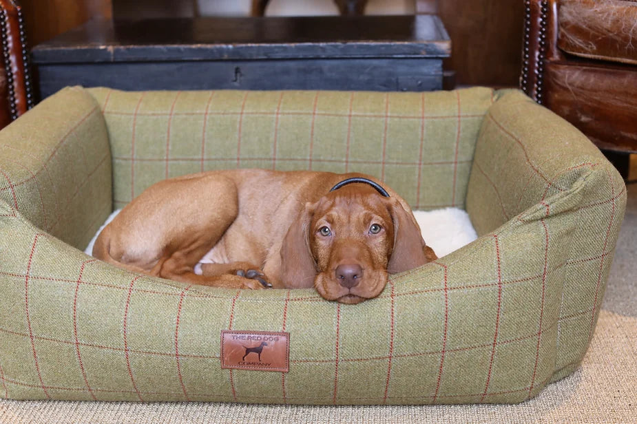 Yogi (The Wirehaired Vizsla) at 13 weeks
