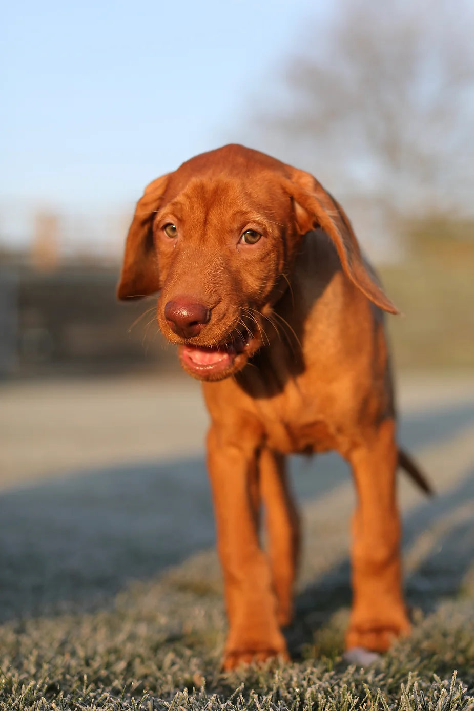 Yogi (The Wirehaired Vizsla) at 11 weeks