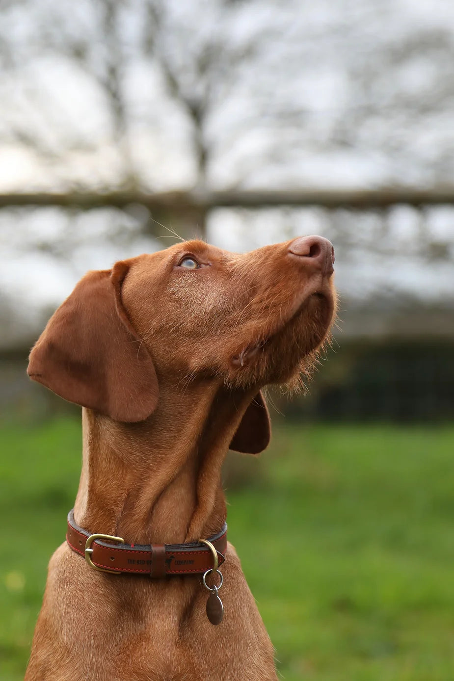 Yogi (The Wirehaired Vizsla) at 24 weeks