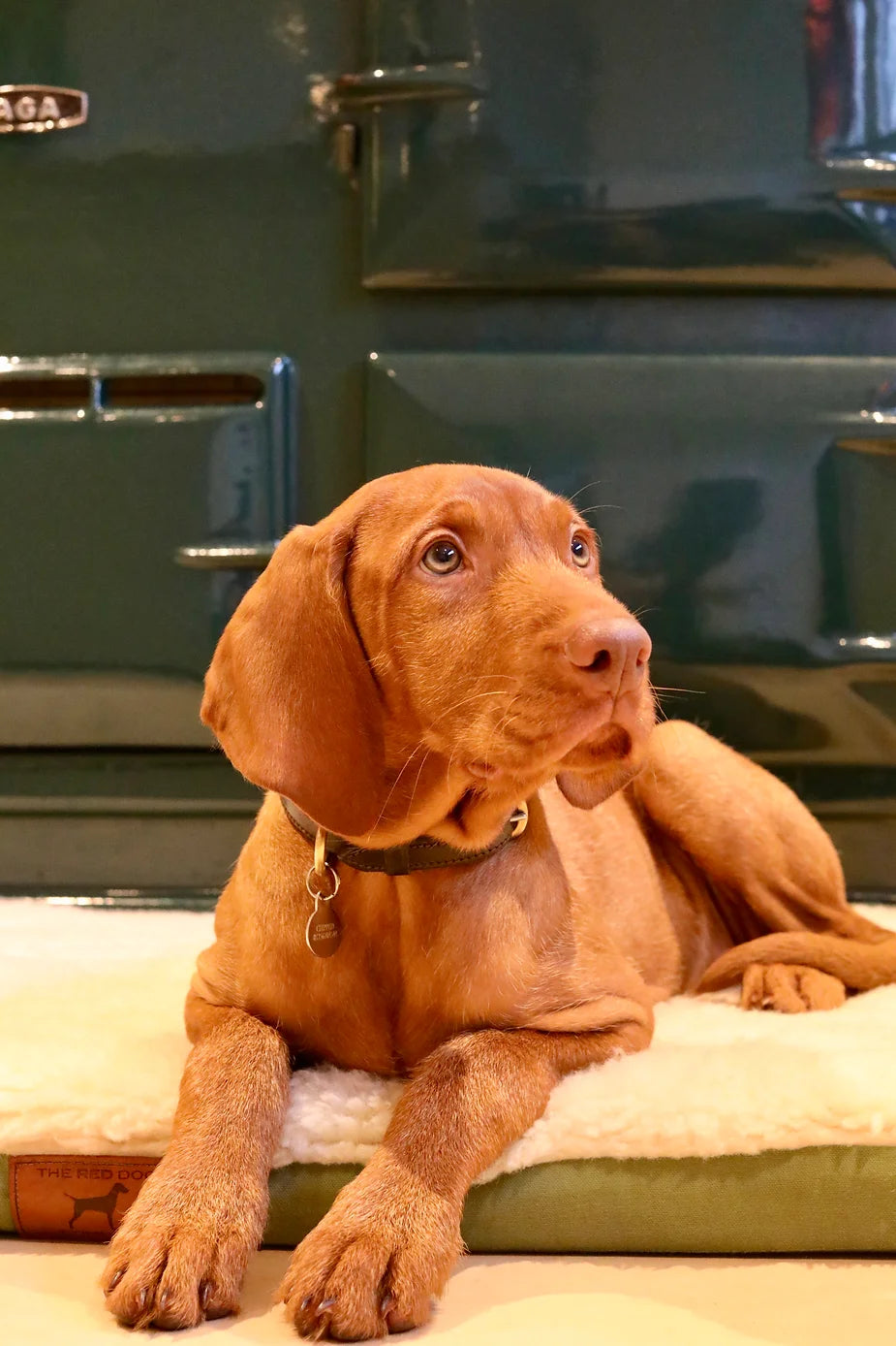 Yogi (The Wirehaired Vizsla) at 16 weeks