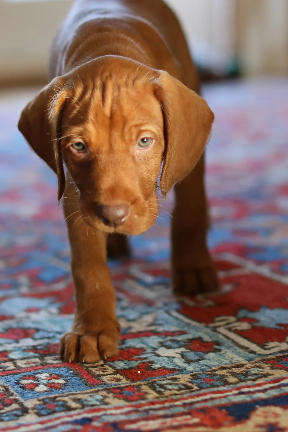 Yogi (The Wirehaired Vizsla) at 9 weeks