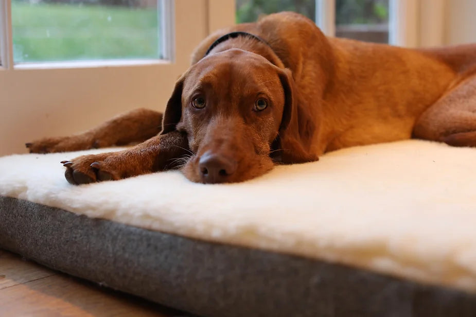 Yogi (The Wirehaired Vizsla) at 36 weeks