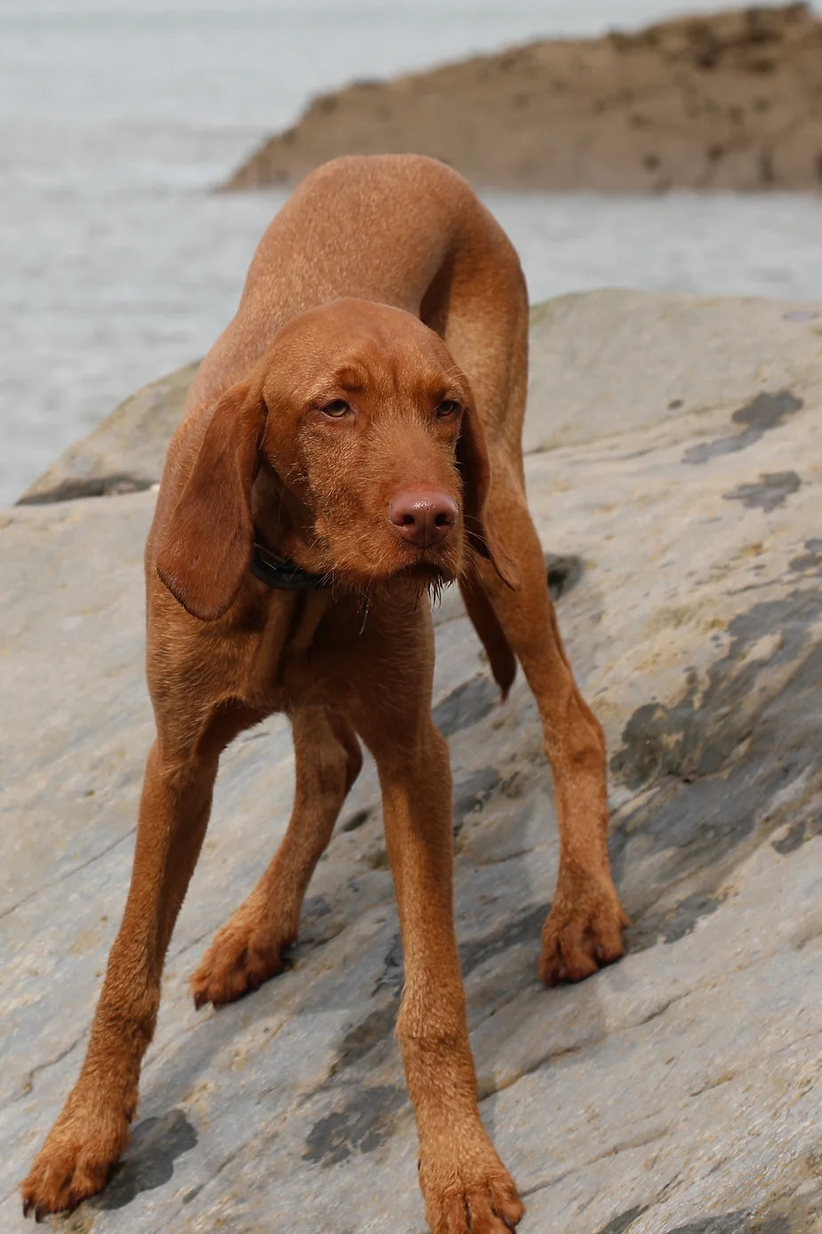 Yogi (The Wirehaired Vizsla) at 27 weeks
