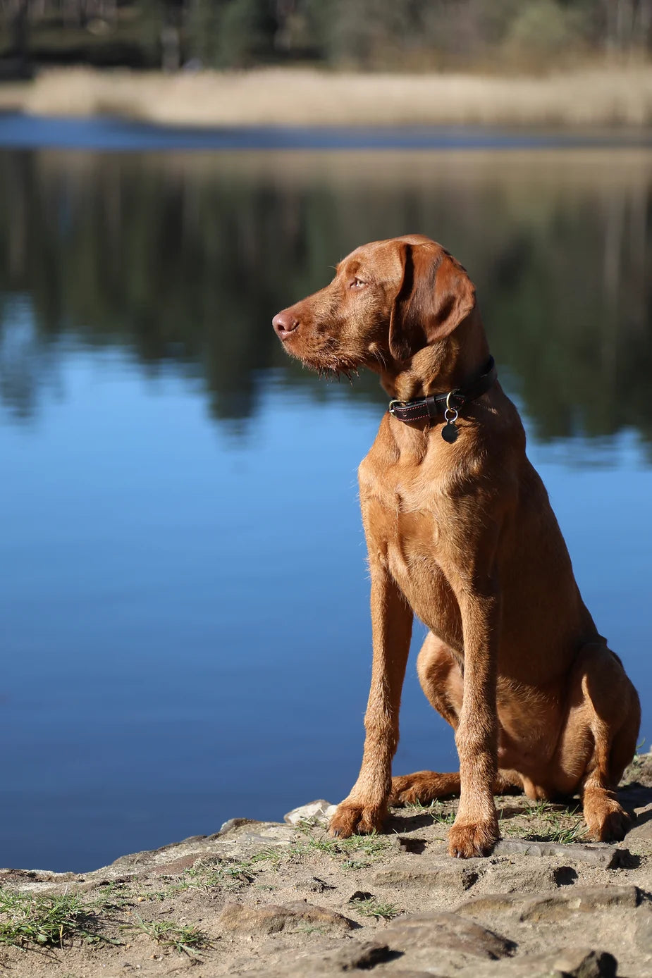 Yogi (The Wirehaired Vizsla) at 25 weeks