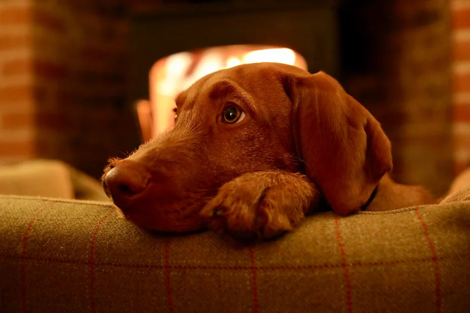 Yogi (The Wirehaired Vizsla) at 19 weeks
