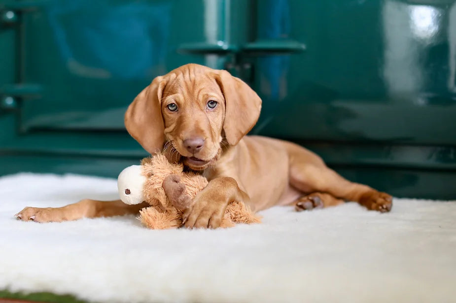 Islay The 8 Week Old Vizsla