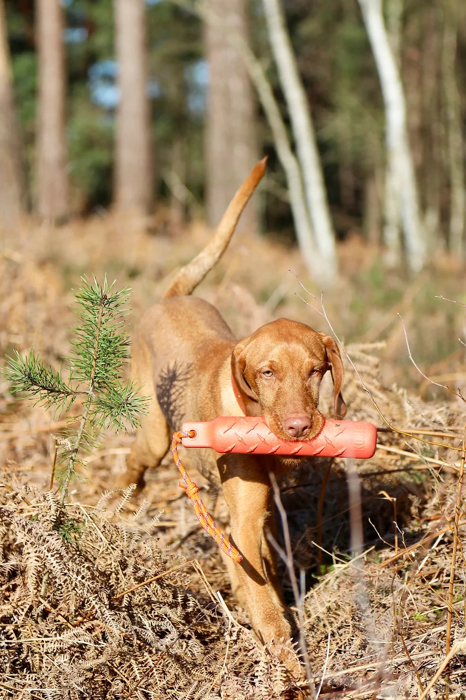Yogi (The Wirehaired Vizsla) at 23 weeks