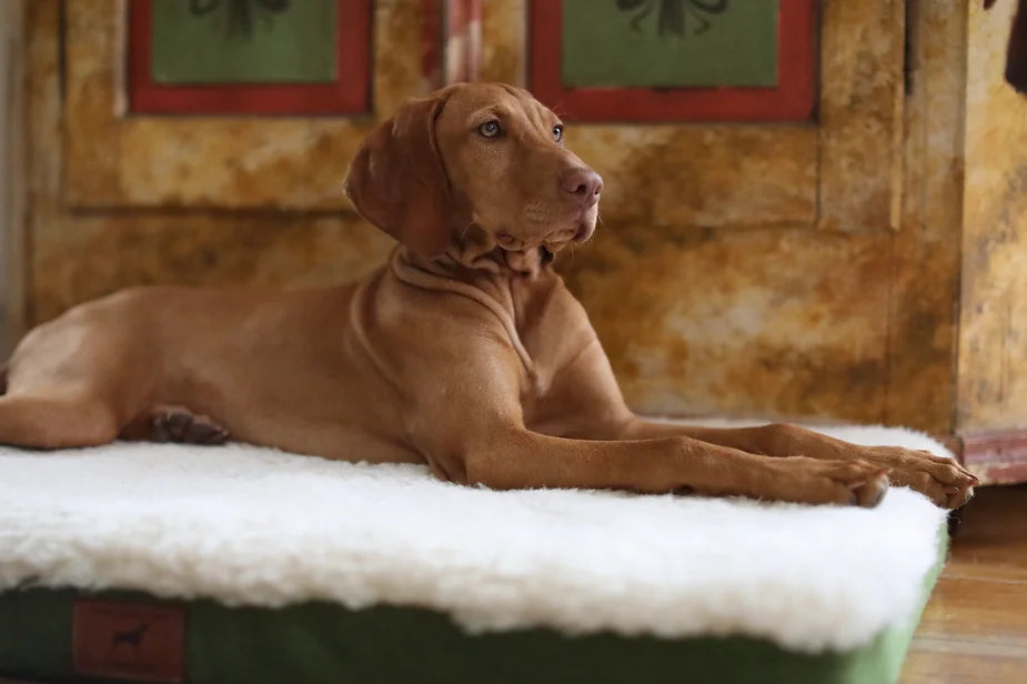 Islay The 17 Week Old Vizsla