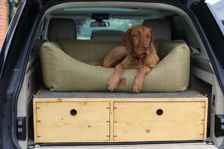 Yogi (The Wirehaired Vizsla) at 38 weeks
