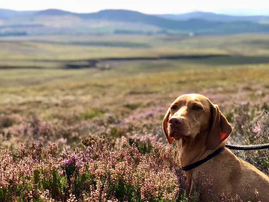 In the heather