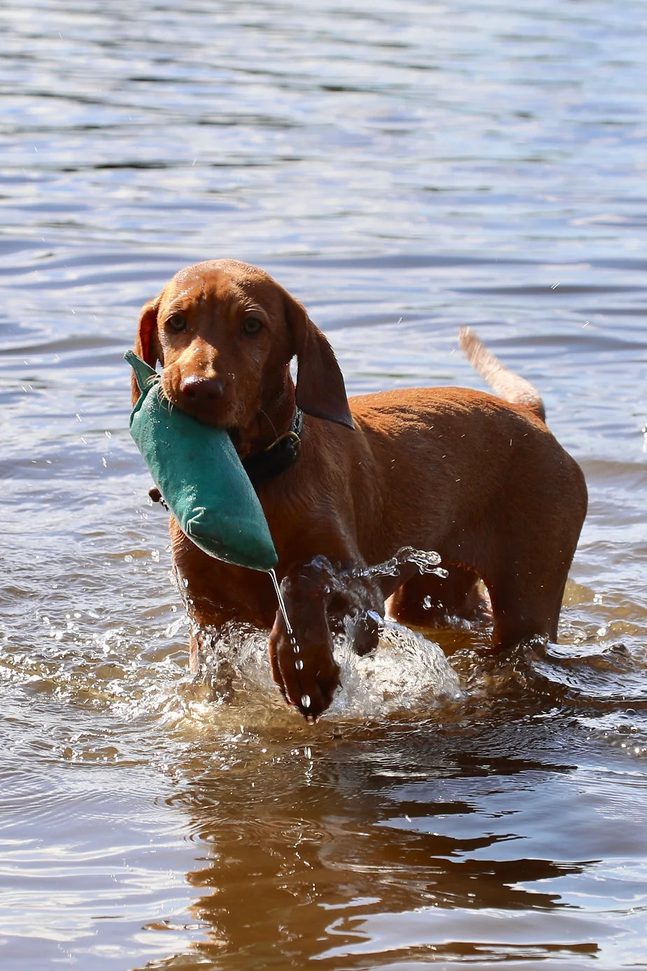 Islay The 15 Week Old Vizsla