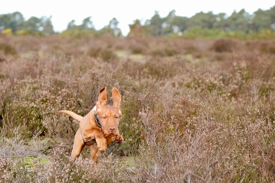 Yogi (The Wirehaired Vizsla) at 14 weeks
