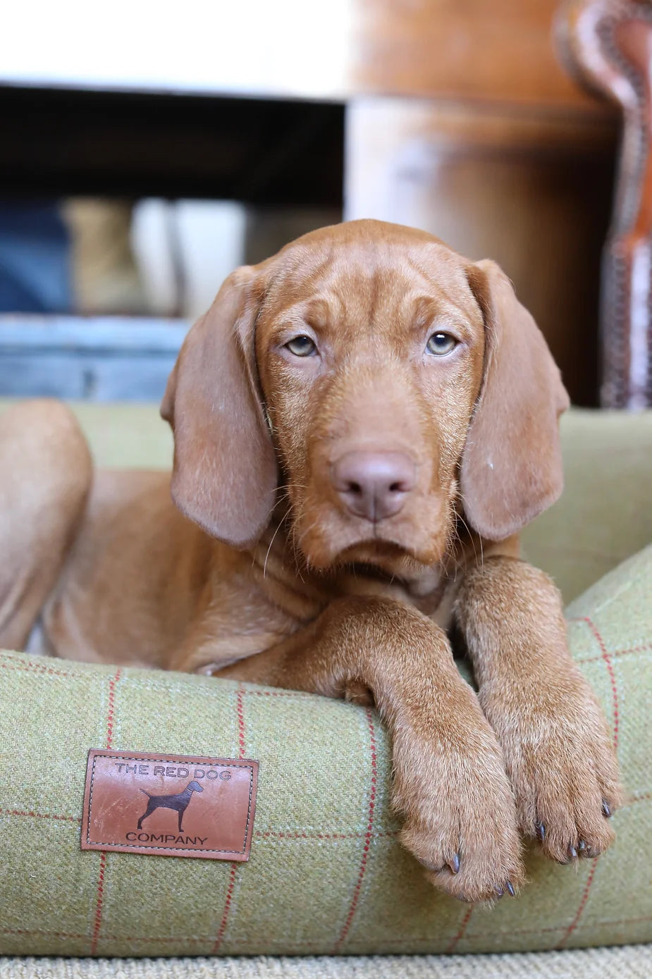 Yogi (The Wirehaired Vizsla) at 17 weeks
