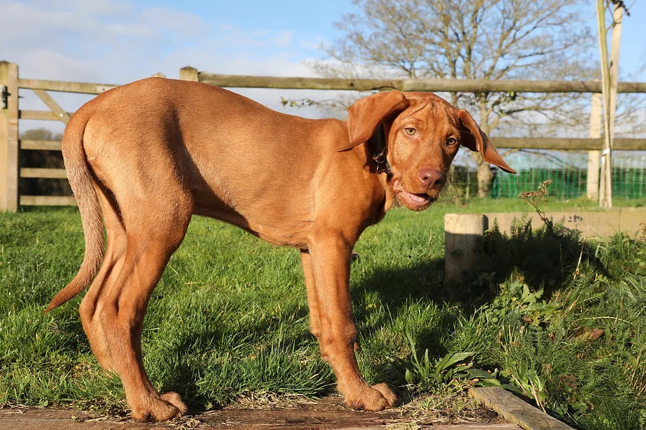 Yogi (The Wirehaired Vizsla) at 15 weeks