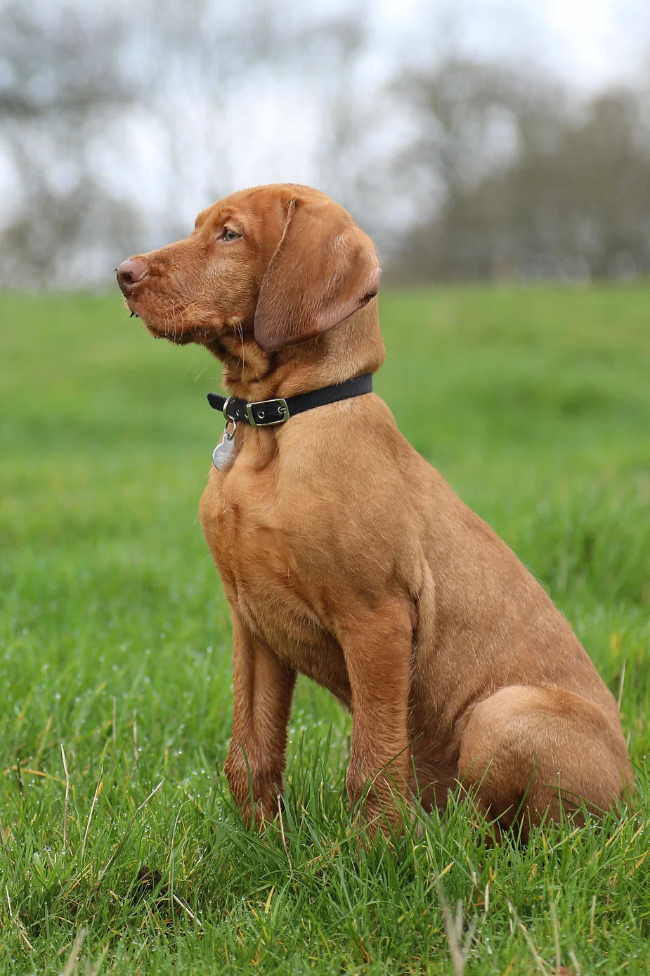 Yogi (The Wirehaired Vizsla) at 12 weeks