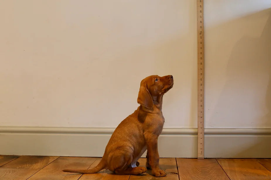 Yogi (The Wirehaired Vizsla) at 8 weeks