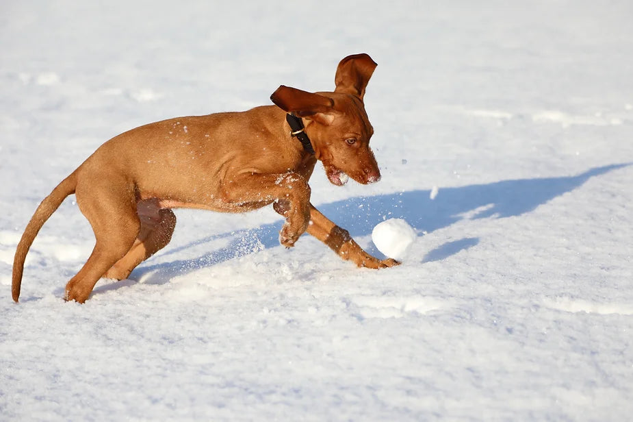 Yogi (The Wirehaired Vizsla) at 18 weeks