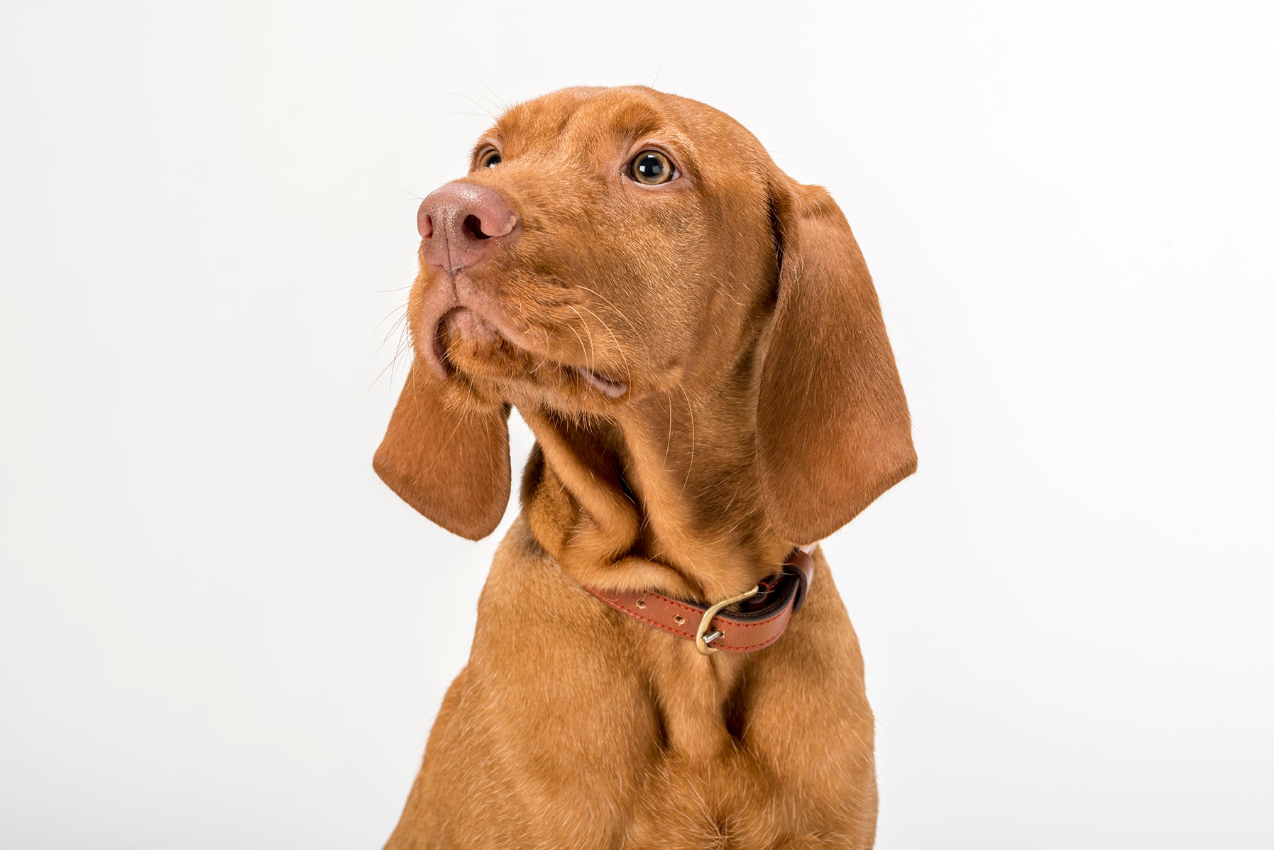 How To Communicate With Your Dog