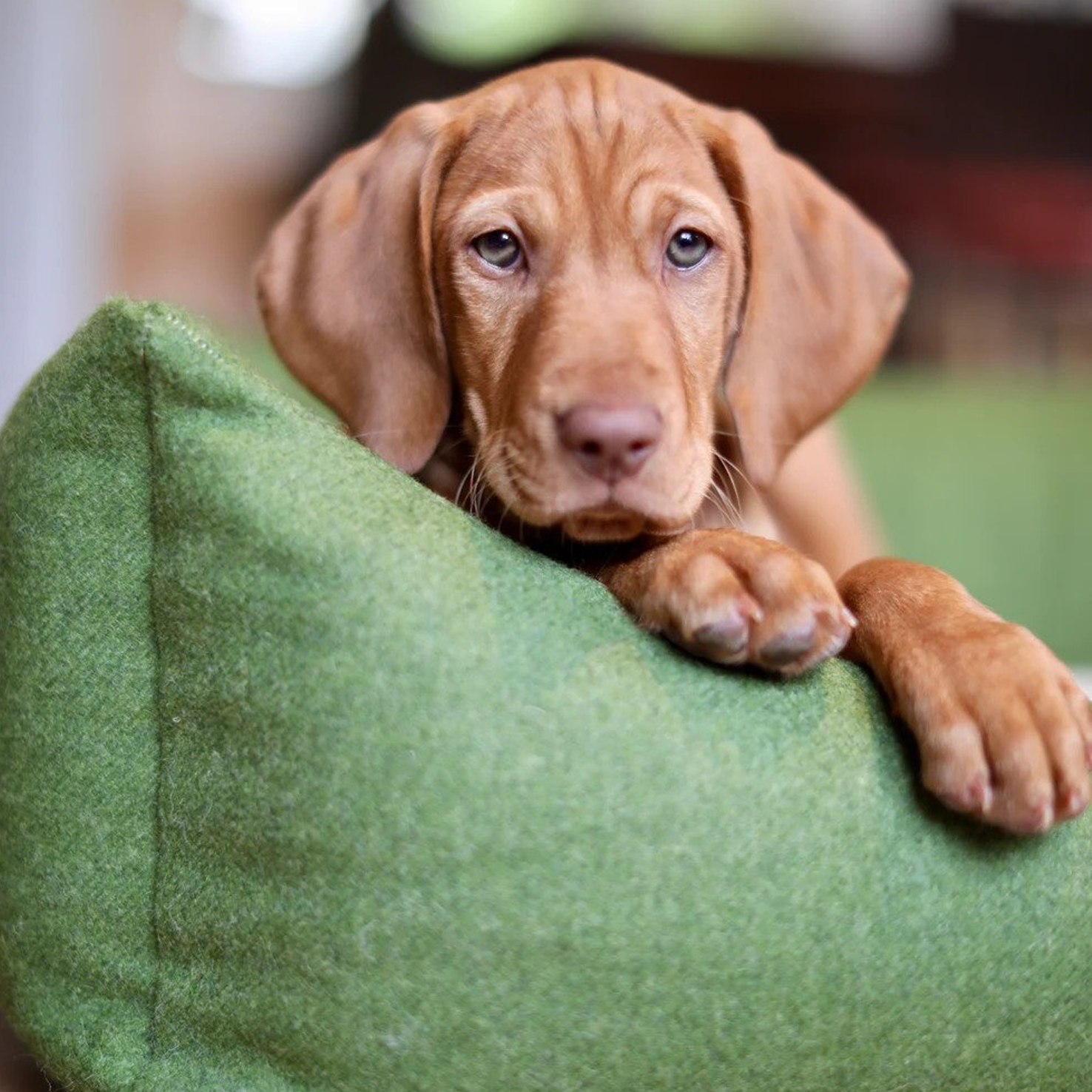 How Do Dogs See Us?
