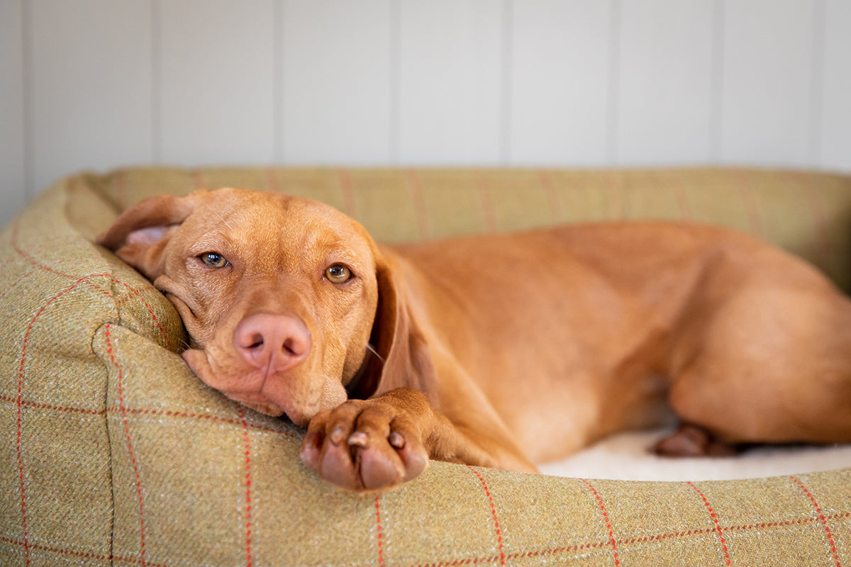 Why Do Dogs Pull Their Beds Around?