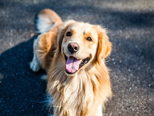 What Is The Best Dog Bed For A Golden Retriever?