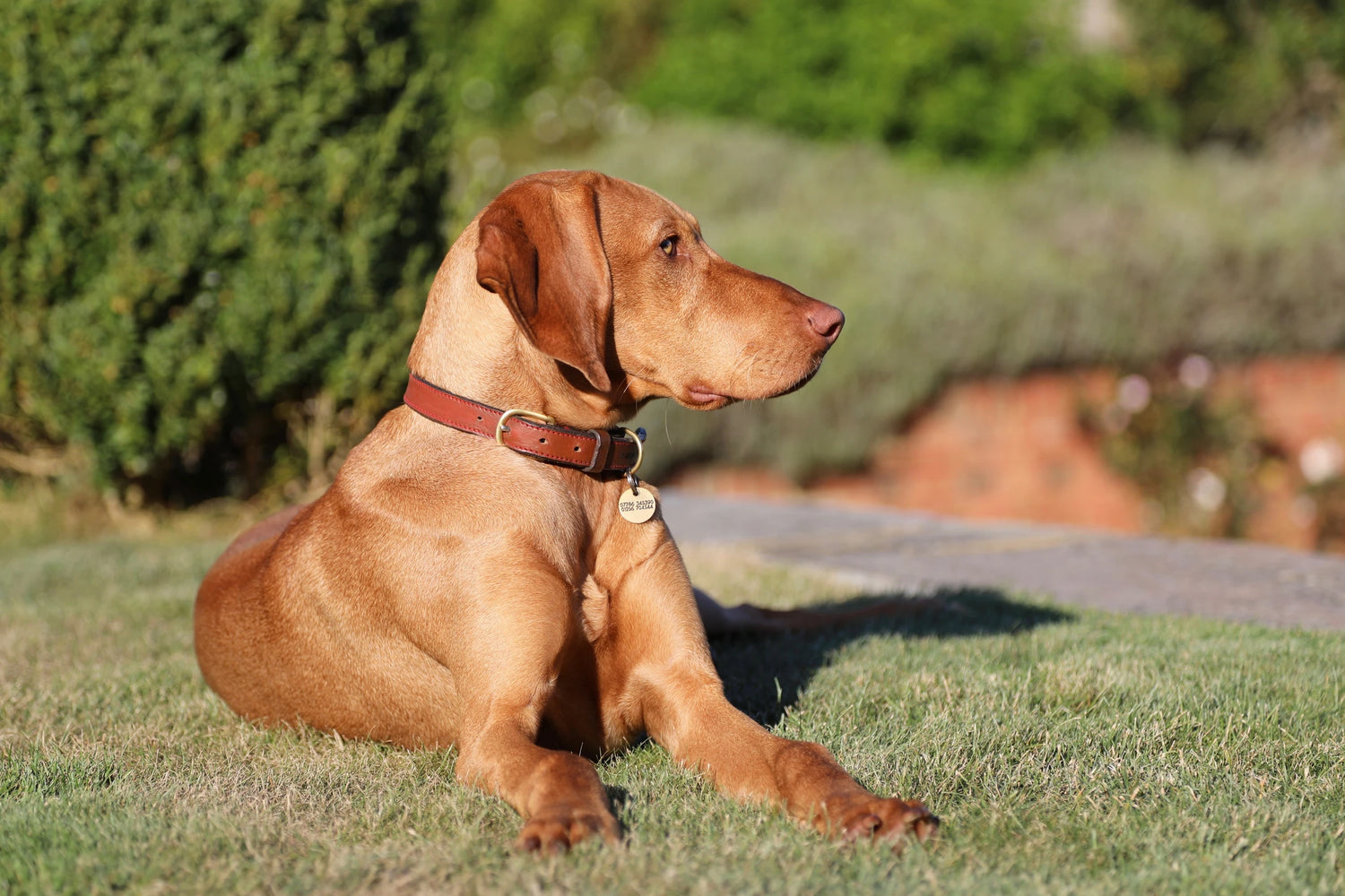 Islay The 6 Month Old Vizsla