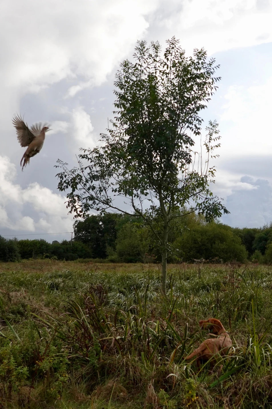 Yogi (The Wirehaired Vizsla) is 1 year old