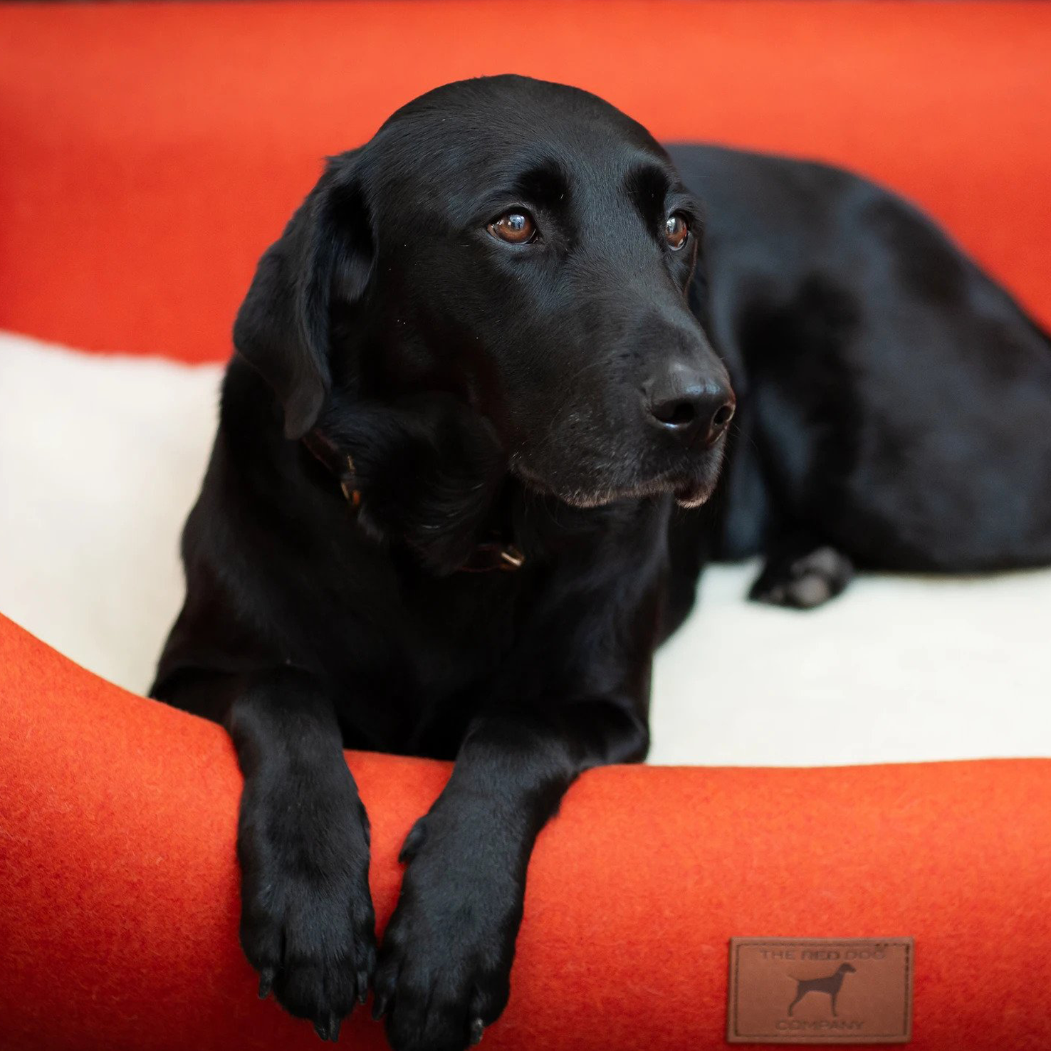 Dog Bed For Arthritis
