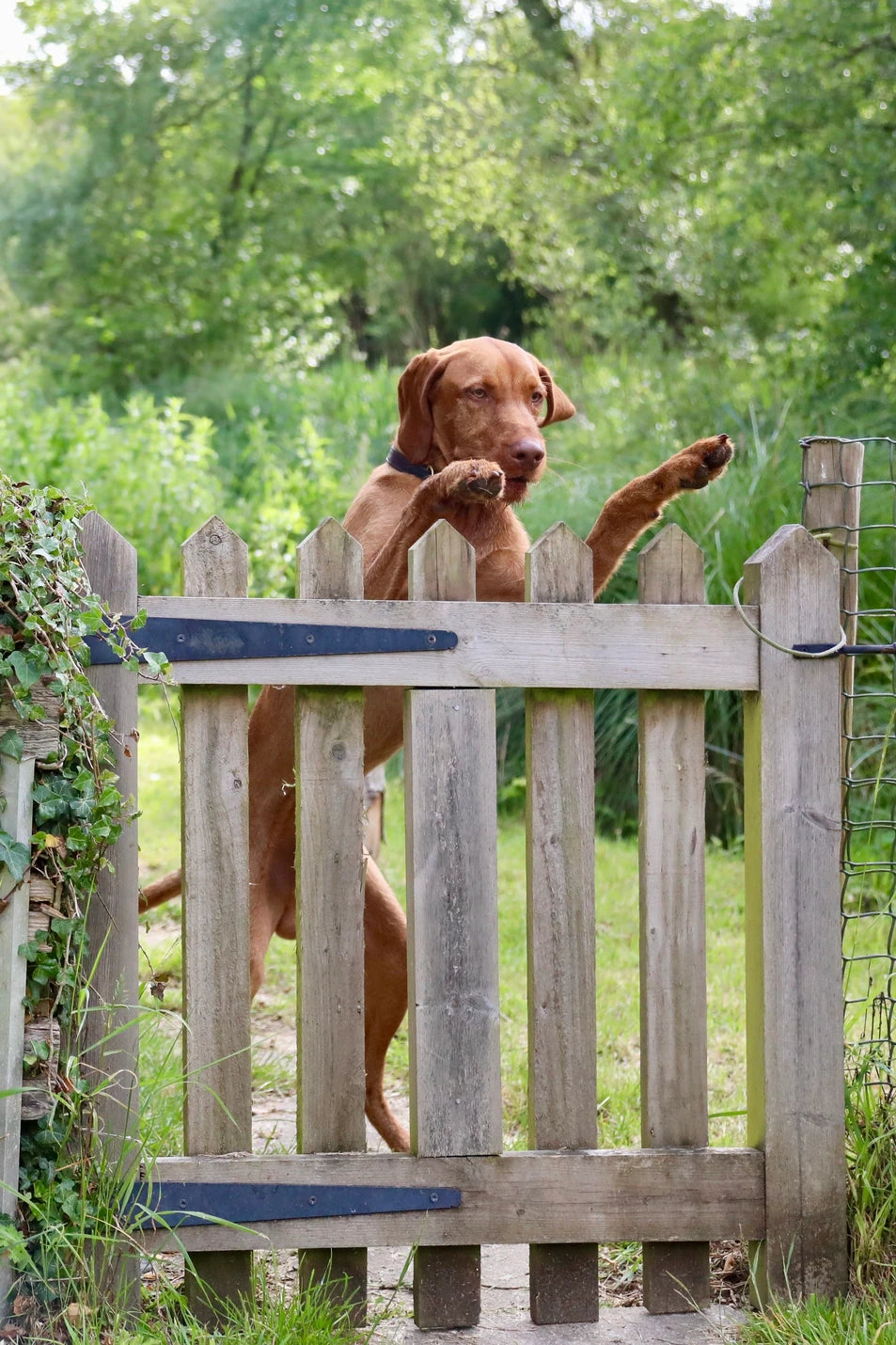 Coronavirus and Dogs