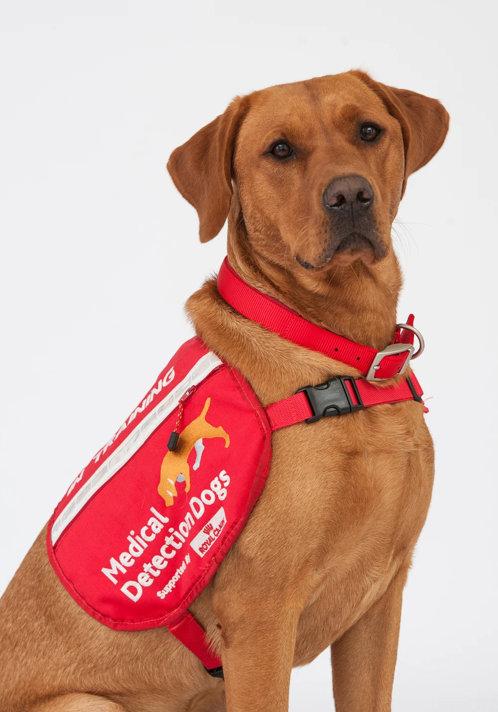 Can dogs detect COVID-19?