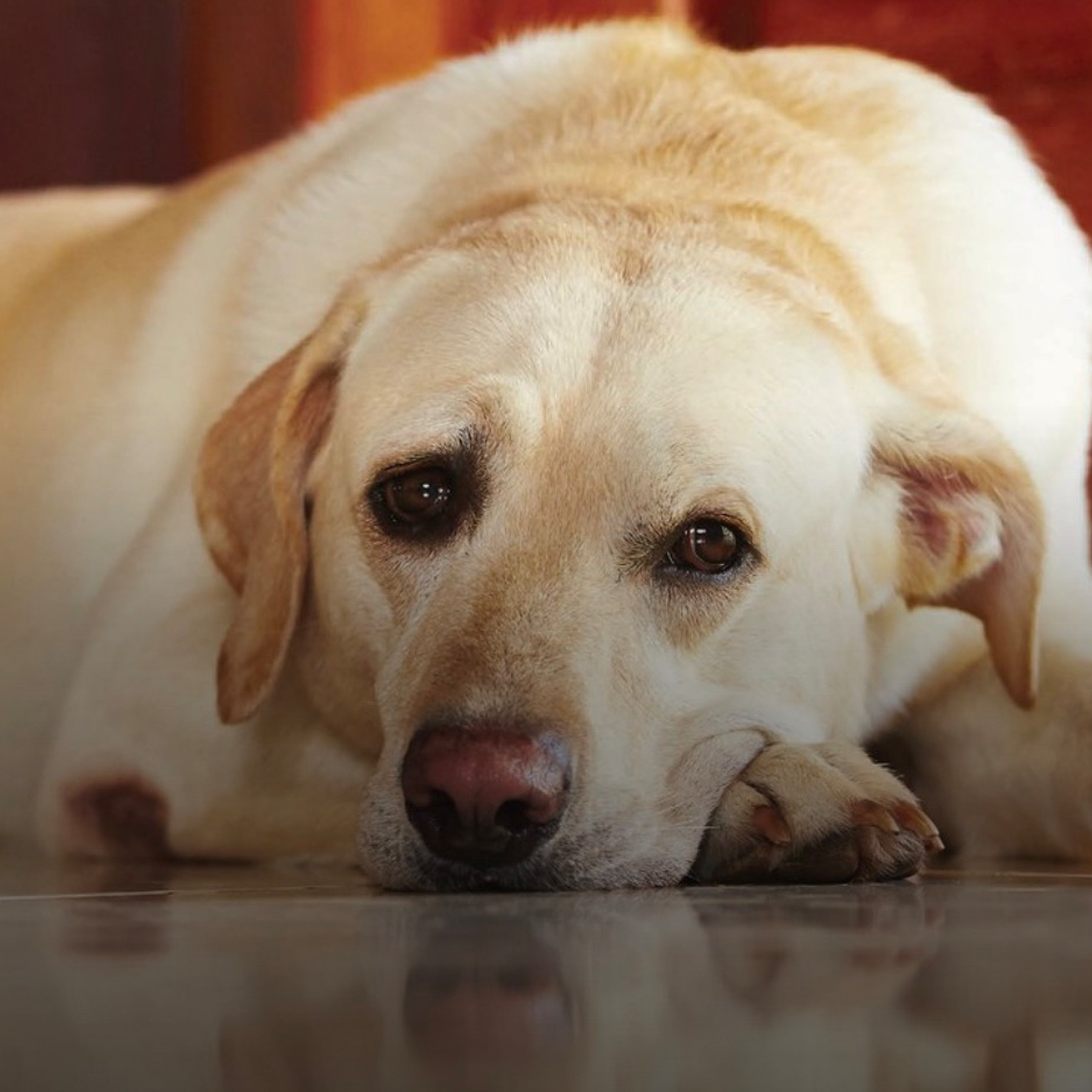 Elbow Calluses in Dogs