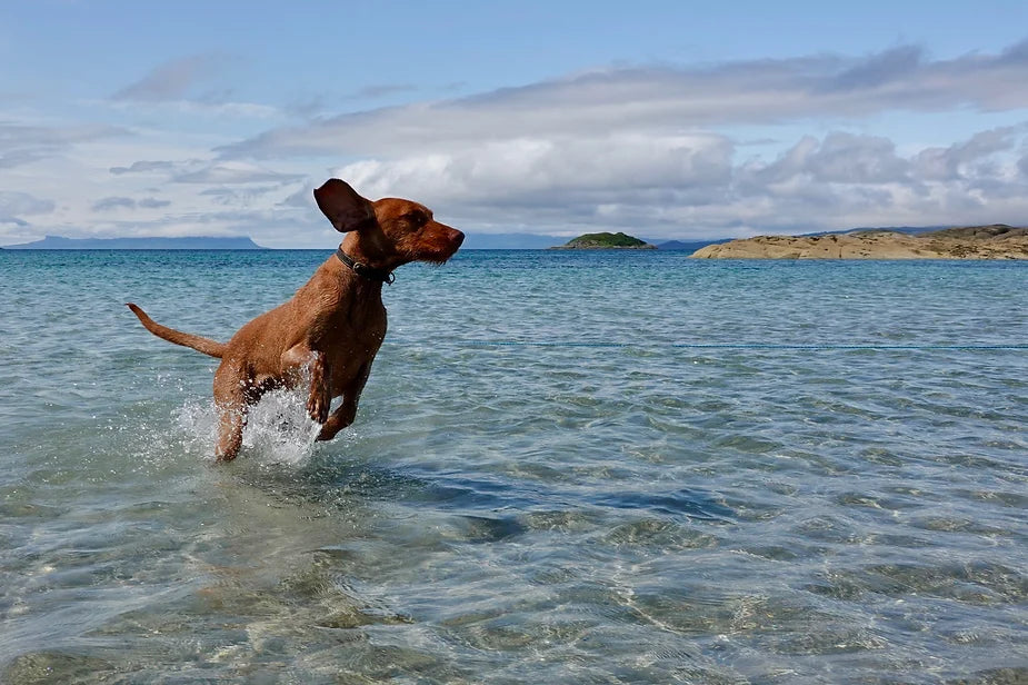 Yogi (The Wirehaired Vizsla) at 44 weeks
