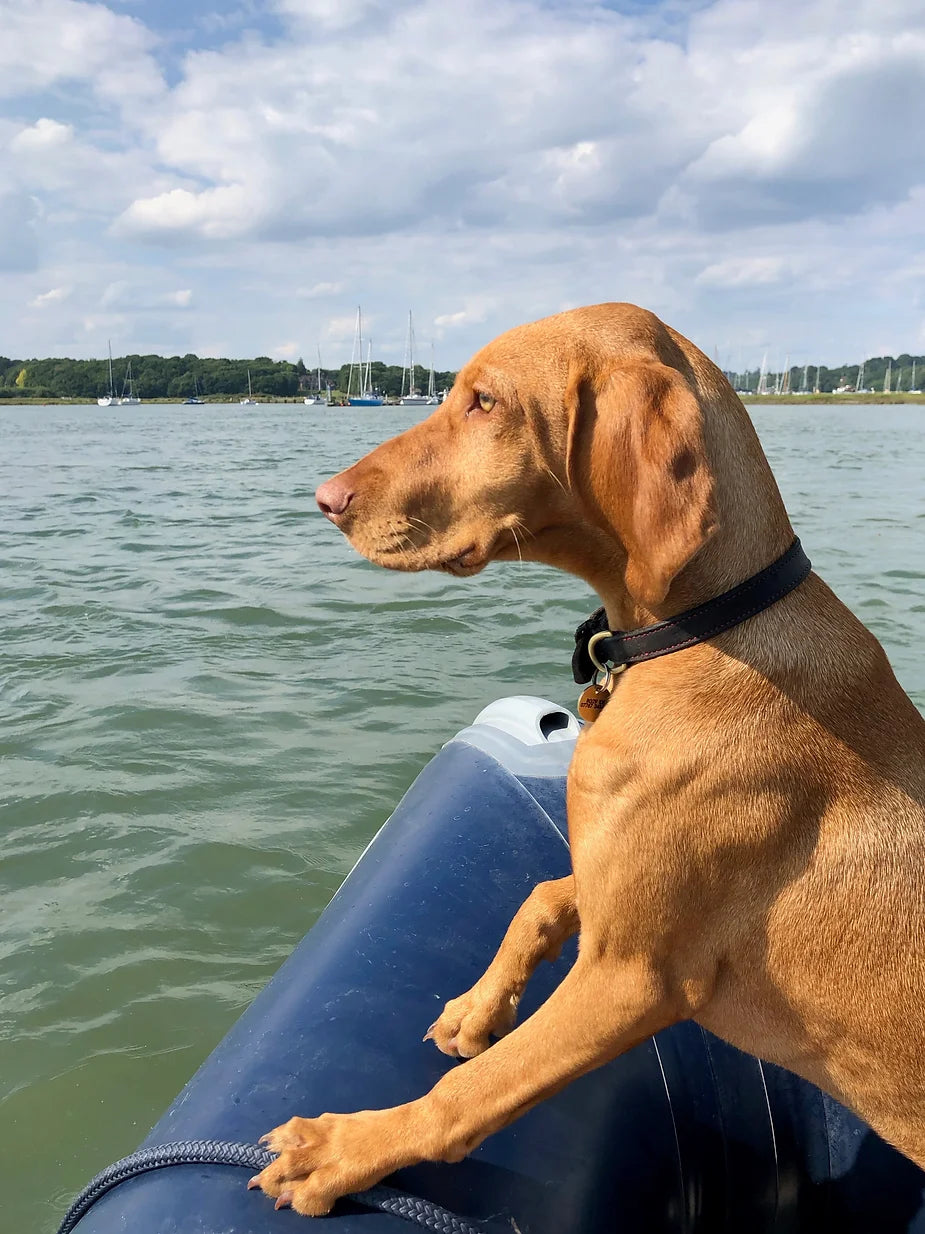 Islay The 21 Week Old Vizsla