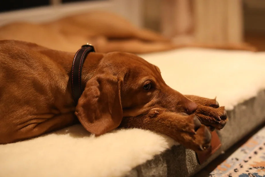 Islay The 14 Week Old Vizsla