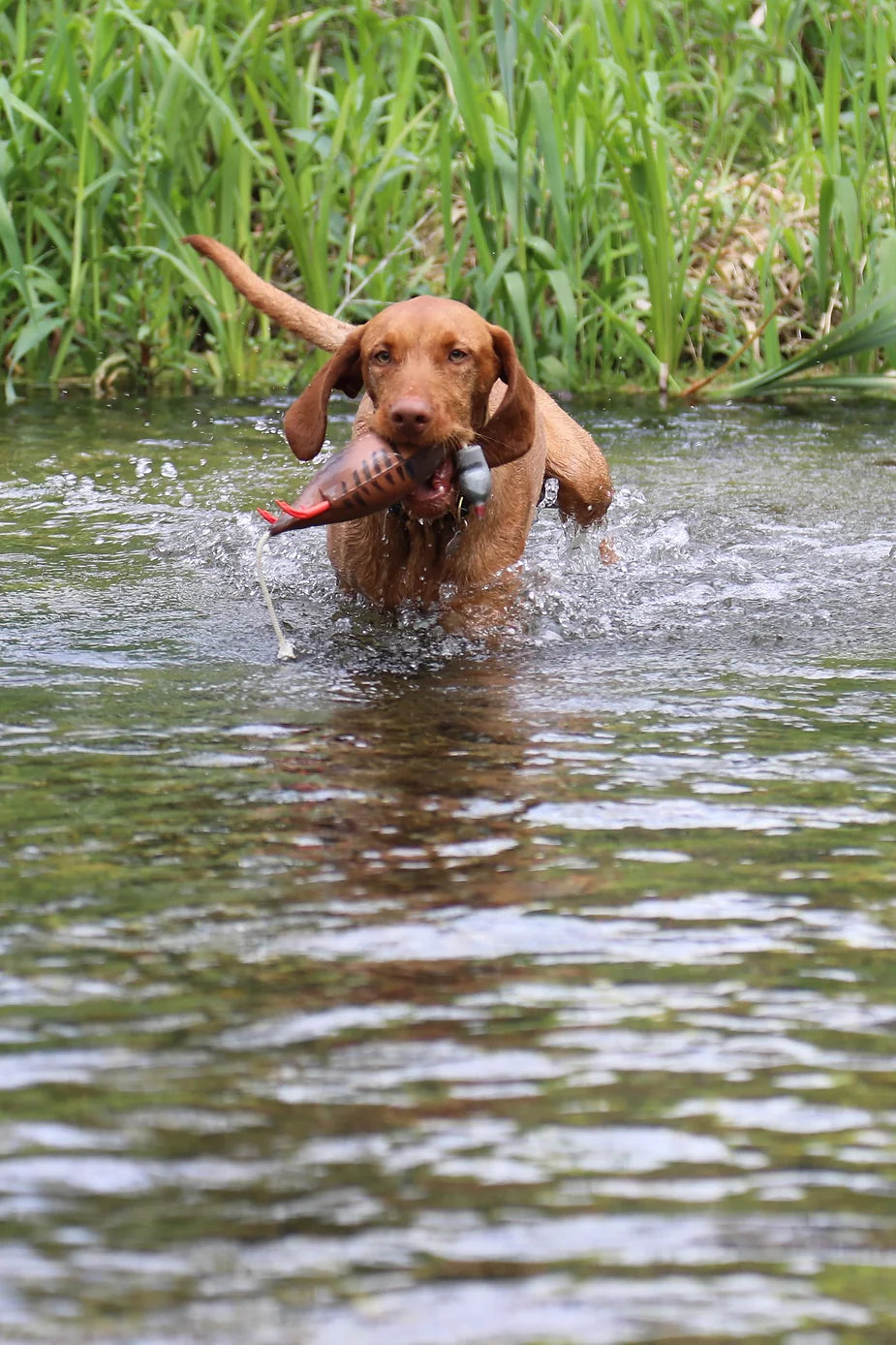Yogi (The Wirehaired Vizsla) at 31 weeks