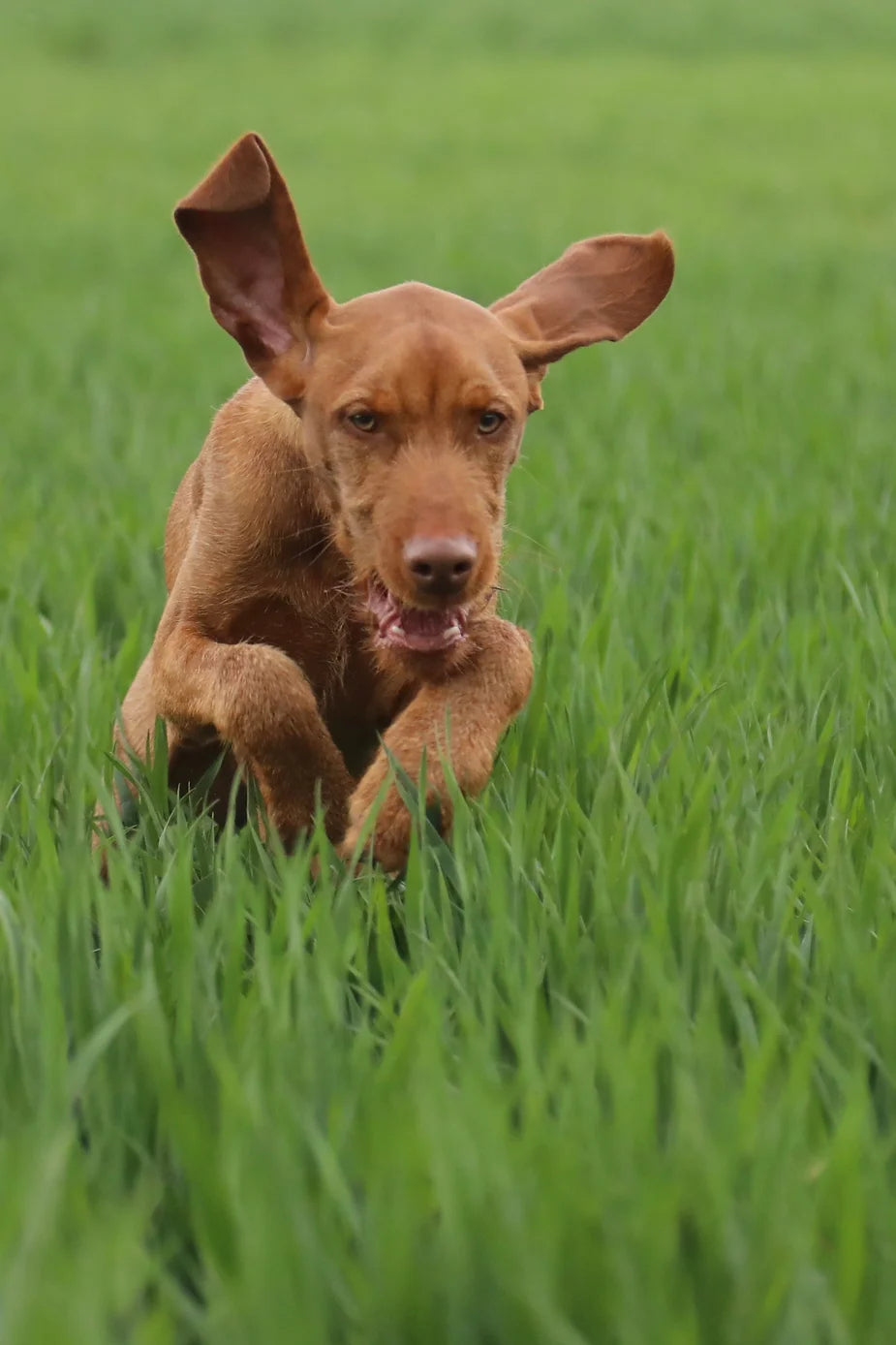 Yogi (The Wirehaired Vizsla) at 28 weeks