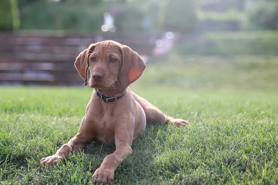 Islay The 11 Week Old Vizsla