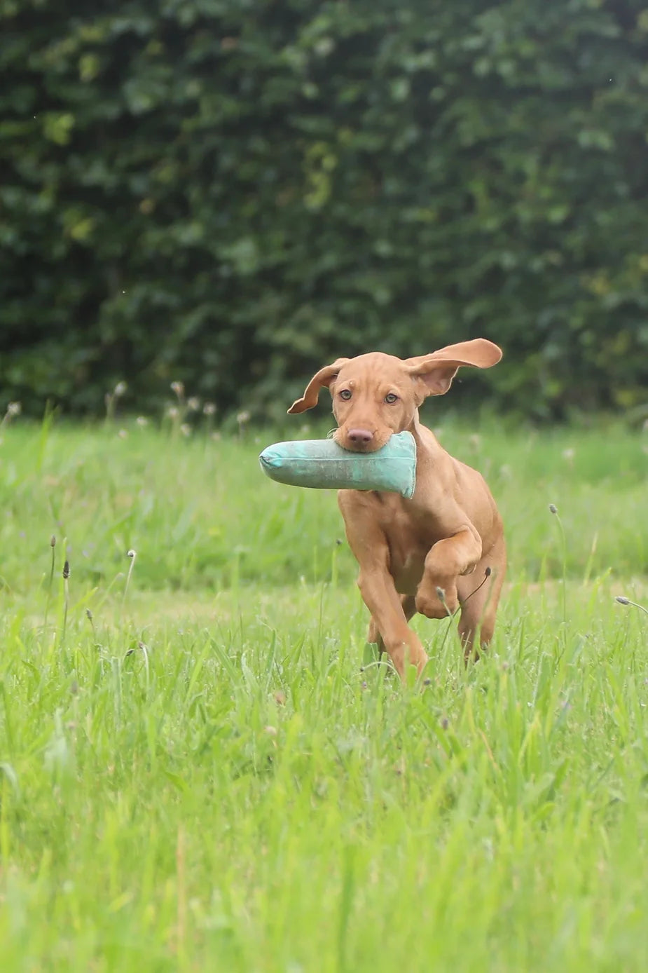 Islay The 12 Week Old Vizsla