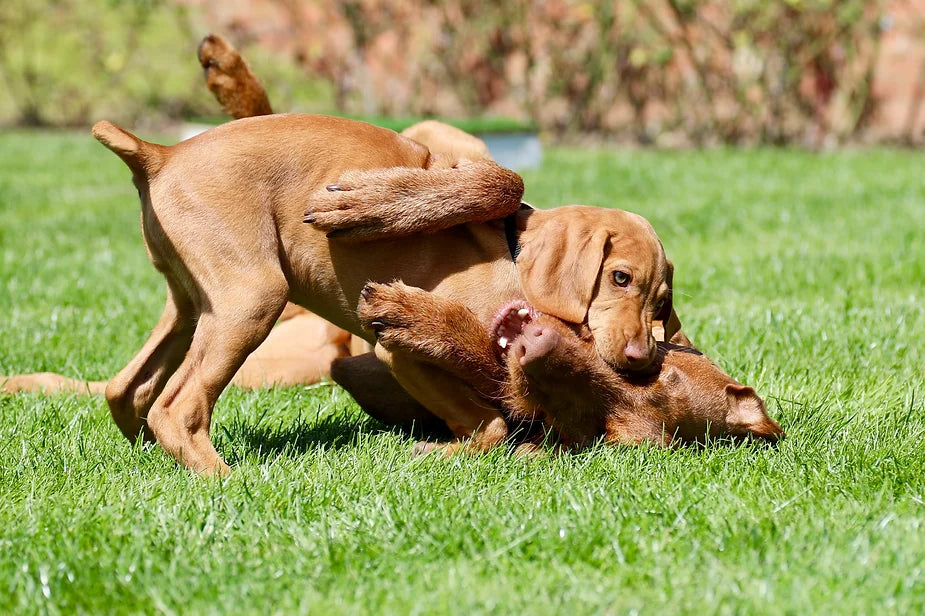 Islay The 10 Week Old Vizsla
