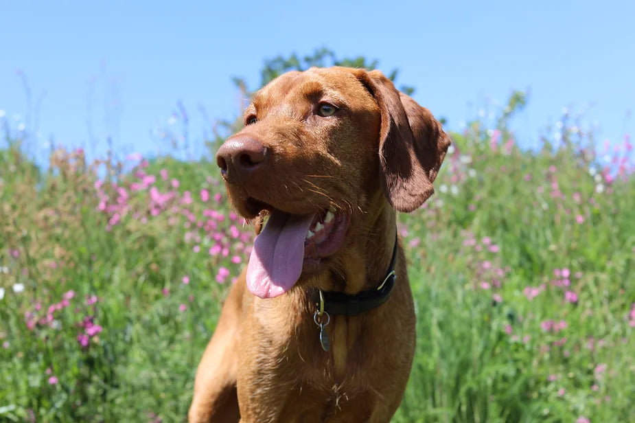Yogi (The Wirehaired Vizsla) at 34 weeks