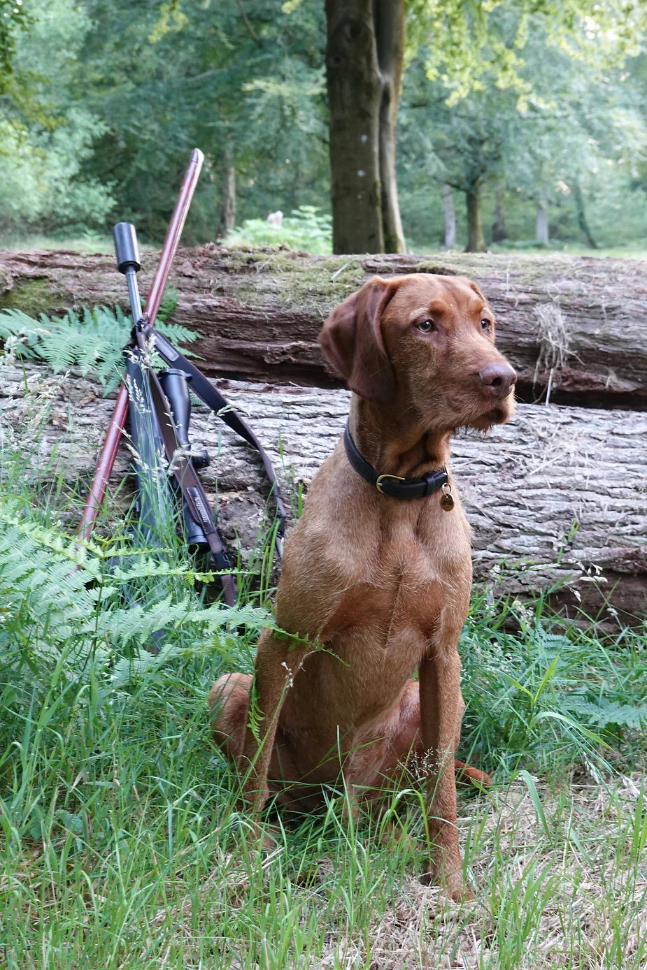 Yogi (The Wirehaired Vizsla) at 42 weeks