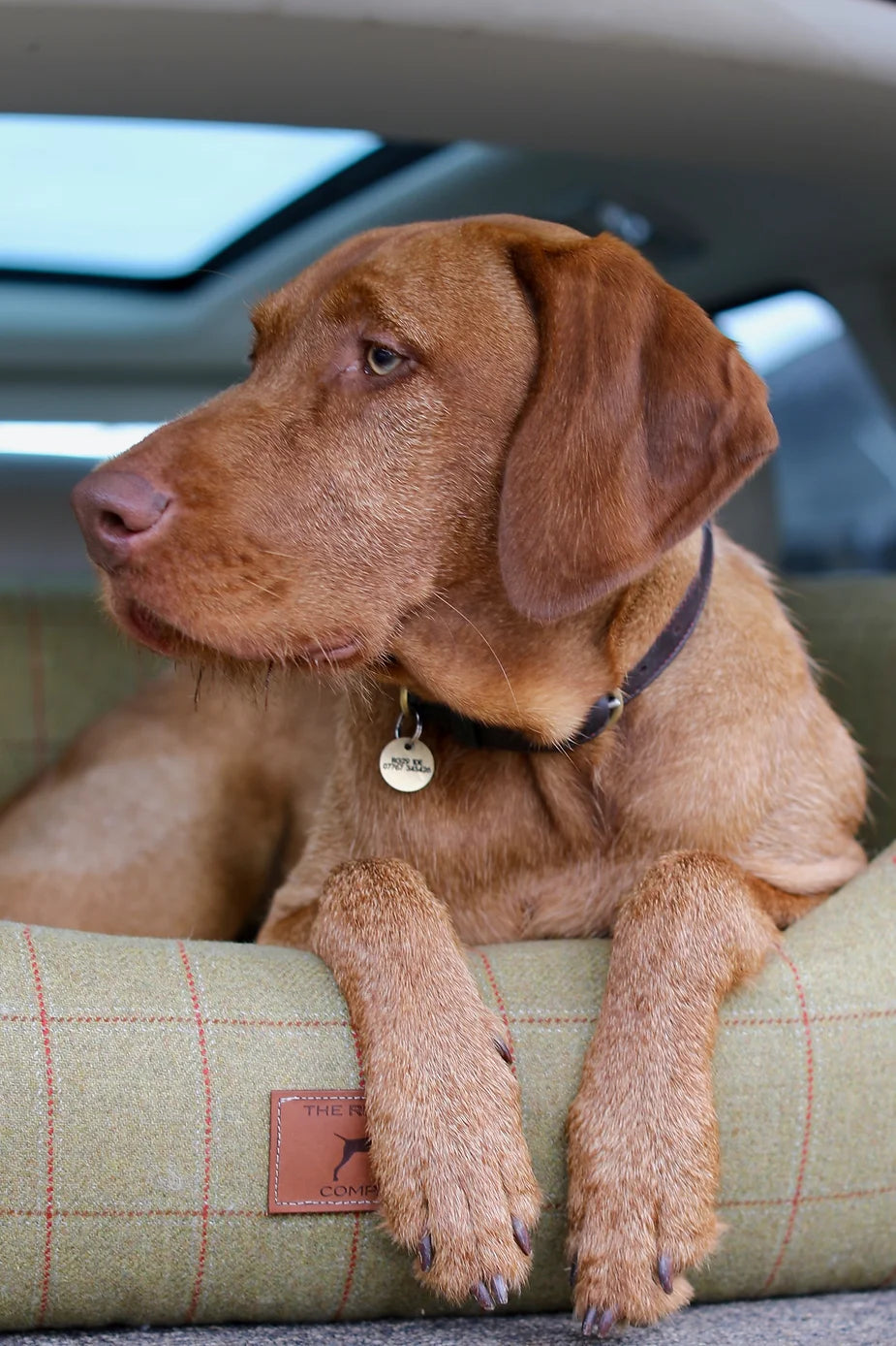 Yogi (The Wirehaired Vizsla) at 40 weeks