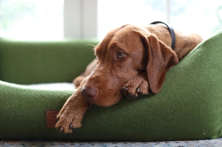 Yogi (The Wirehaired Vizsla) at 41 weeks