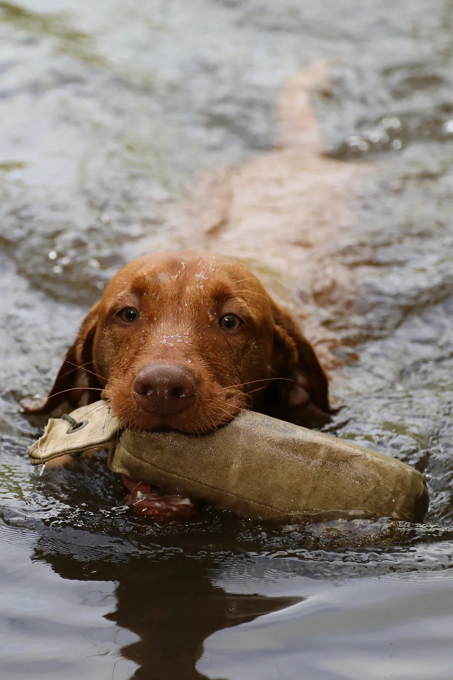 Yogi (The Wirehaired Vizsla) at 37 weeks