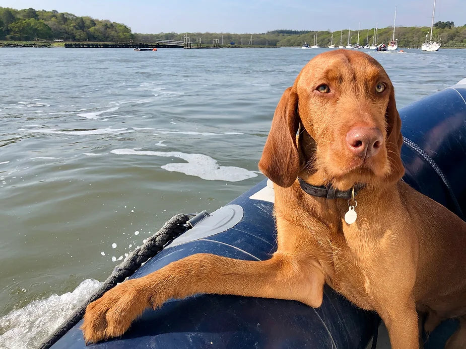 Yogi (The Wirehaired Vizsla) at 29 weeks