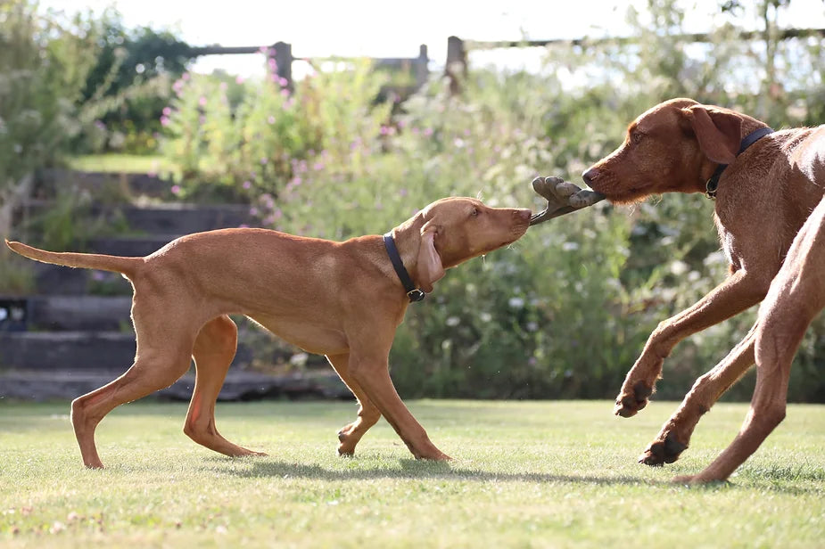 Islay The 20 Week Old Vizsla