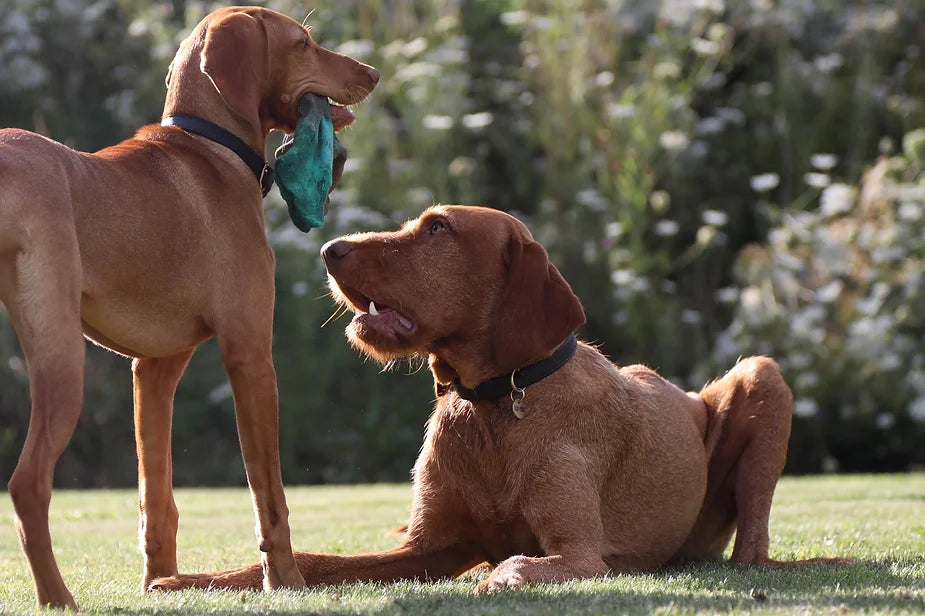 Yogi (The Wirehaired Vizsla) at 43 weeks